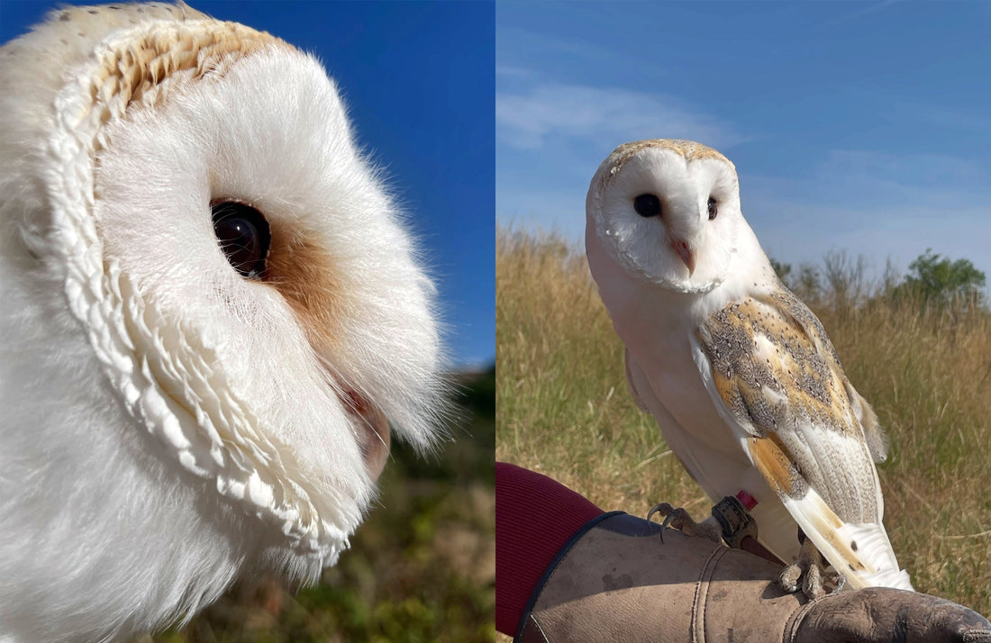 Draw a Live Barn Owl! Charcoal & Ink Workshop